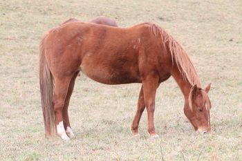 Smart Sugar Playgun. Bellatrix. 2013 AQHA Chestnut filly by Gunnin It and out of Big M Flamin Gay. She stands 15 hands.  Not for sale! We are so excited for this girl, this is Sugar's last foal and we were hoping for a healthy filly, and that is exactly what we got! 8 Panel N/N.
