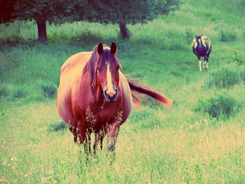 Miss Fancy Hawk. 1994 AQHA Bay Mare. 15.0 hands. This mare has been a great asset to our breeding program.  She is your typical foundation bred quarter horse. She is literally built like a brick house, as are her foals. Her foals are always quick on their feet and very athletic. Her bloodlines go back to Doc Bar, Frisky Freda, Fancy Ace Miss, The Quarterback, Jawhawker Dandy, and The Superhawk. Come check her out! . Foals tend to be very smart and quiet and STOCKY. 4 panel N/N. She is a Gbed carrier. Megan is no longer with us but still remains a staple of our program.
