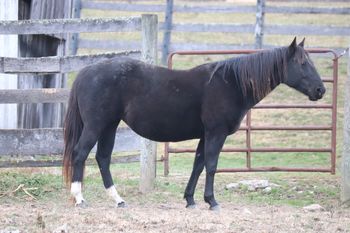 Playguns Smart Sugar. 2011 AQHA Black filly. She is 15 hands. By Gunnin It and out of Big M Flamin Gay. Pedigree includes: Playgun, Sugar Bars, Miss Silver Pistol, Freckles Playboy, Smart Little Lena and Flamin Quincy Dan. 8 Panel N/N.

