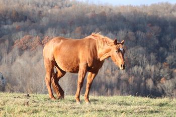 Chickasha Kitty. 2006 AQHA Chestnut mare. 15.1 hands. By Smart Lil Highbrow and out of Chickashas Starlight. This mare has been added to our broodmare band and we are very excited to have her! She is currently bred to Gunnin It for a 2014 foal. Her pedigree includes: High Brow Hickory, Grays Starlight, Smart Little Lena, Spooks Jazzman, and Chickasha Dan.  5 panel N/N. Kitty is no longer in our breeding program.
