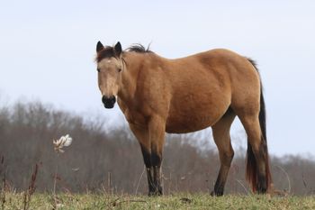 Freckles Silver Gun.  Maggie. 2013 Buckskin Filly. By ATV and out of Dash For Pistol. She stands 15.1 hands. Pedigree includes: Playgun, Doc O Lena Twist, Peppymint Twist, Miss Silver Pistol, Tuffernhel, Freckles Playboy and Royal Silver King.  8 Panel N/N.
