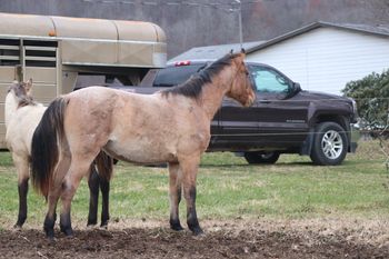 Guns Make Her Peppy. Beretta. 2020 AQHA Dun Roan Filly. By Wrss Wyohancockgunnr and out of Cee Day Pepto. She is probably homozygous roan. She stands 14.2 hands. Her pedigree includes: Peptoboonsmal, Blue Apache Hancock, Wyo O Blue, Mr Sun O Lena and more. 8 panel NN
