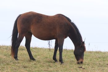 Rugged Twisted Gun. 2015 AQHA Bay Filly. She stands 15.1 hands. By ATV and out of Larks Play Gun. This girl is bred to the hilt! Talk about a nice filly! Playgun, Smart Little Lena, Freckles Playboy, Rugged Lark, Doc O Lena Twist, Royal Silver King and Miss Silver Pistol! . This girl will be able to turn on a dime and give you some change back. 8 panel NN
