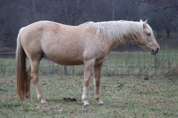 Seekin Prissyboots. 2009 AQHA Palomino Filly. 15.1 hands. By Doc's Sunnyside Up and out of Our Flamin Cinnamon. Her pedigree goes back to: Sugar Bars, Our Hide N Seeker, Goldseeker Bars, Doc Hollywood, Flamin Quincy Dan, and Three Bars. She is 6 panel N/N
