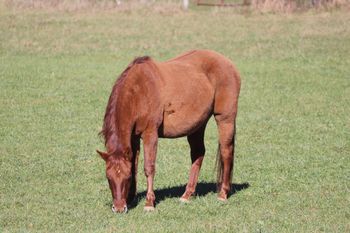 Rainy Day Jazarey. 2005 Red Dun mare. By El Royal Rey and out of Rollickin Alexandria. We are excited to add her to our breeding program! She goes back to Docs Quixote, Smart Little Lena, Kings Starfire and many more on her papers. She is quiet and easy going! 4 panel N/N Herda carrier. Rain is no longer in our breeding program.
