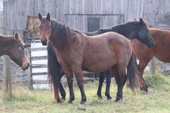 Finally A Smart Gun. Faith. 2017 AQHA Bay Roan Filly. 14.2 hands.  By Wrss Wyohancockgunnr and out of Lil Foxy Cottontail. This filly is amazing. We are hoping to retain her for our herd, however, things may have to change. She is 8 panel NN. Pedigree incldues: Trona, Smart Little Lena, Finally Got Smart, Blue Apache Hancock, Leo Hancock Hayes, Gooseberry, and many more! She will be able to cut or rope a cow!
