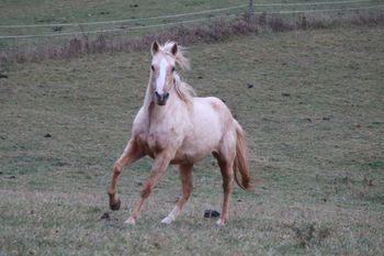 Twisted Royal Sugar. 2012 AQHA Palomino Filly. By ATV and out of Big M Flamin Gay. Primrose stands 15 hands. This filly is so nice and easy going! We can't wait to see what kind of foals we get out of her. She was injured as a weanling, so therefore will probably never be trained. Pedigree includes: Doc O Lena Twist, Sugar Bars, Flamin Quincy Dan, Royal Silver King, Freckles Playboy, Doc Tressa and many more! Primrose is 8 panel NN.
