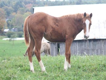 JUSTTELLMEWHOTOFIGHT. 2021 AQHA Sorrel Filly. By ATV and out of Smart N Tuff Peppy. Beth is a show stopper! Pedigree and looks to boot. She is smart and catty and willing to please and I can't wait to add her to our broodmare herd here in a few years.  Pedigree includes: Doc O Lena Twist, Smart Chic Olena, Smart Pep Olena, Tuffernhel, Peppymint Twist, Royal Silver King and more. Should mature to 15 to 15.1 hands. 8 panel NN.
