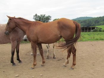 Playguns RuggedTwist. Poppy. 2013 AQHA Chestnut Filly. By ATV and out of Larks Playgun. She is very friendly and a very nice sized filly. She stands 15 hands. We have had a few foals out of this combo and all have been quick on their feet and smart. They have excelled in barrel racing and team penning. She has the following on papers: Playgun, Doc O Lena Twist, Peppymint Twist, Smart Little Lena, Doctressa, and Miss Silver Pistol. 8 Panel N/N.
