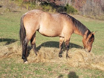 Playn Smart Hancock. 2015 AQHA Bay Dun Roan Filly. By Wrss Wyohancockgunnr and out of Gunnin Sugar. She stands 15.1-2 hands. This girl is big, quick, put together correctly and bred just right! We are very excited to annouce that she is a new addition to our breeding program! Hancock, Leo Hancock Hayes, Blue Apache Hancock, Playgun, Smart Little Lena, Freckles Playboy and many more! 8 Panel N/N.
