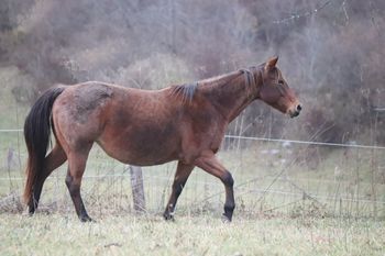 Seekin N Twistin. Rosemary. 2013 AQHA Bay Roan Filly. By ATV and out of Joy's Flame. She stands 15.3 hands. This girl is tall and stocky! She is also VERY ROANY and quiet! Pedigree includes: Doc O Lena Twist, Peppymint Twist, Doc Frostline, Miss Frostline, Mr Frostline, Royal Silver King, Doctressa, and Doc's Jack Frost. 8 Panel N/N
