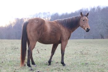 Miss N Twistn Flame. Rhythm. 2016 AQHA Buckskin Filly. By ATV and out of Missin Flame. She stands 15.1 hands. This girl has it going on! Flash and class! Awesome pedigree too! Including: Doc O Lena Twist, Peppymint Twist, Royal Silver King, Missin James, Dash For Cash, Freckles Twist, Sugar Bars, Flamin Quincy Dan, and Miss N Cash. She is not for sale and is 8 panel N/N.
