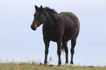 ATVS Hickory Chick. 2016 AQHA Brown Mare. 14.2 hands. 8 panel NN. By ATV and out of Kr Hickory Chick. This filly is short and stout and can move as quick as a cat. Pedigree includes: Doc O Lena Twist, Peppymint Twist, Peppy San Badger, Docs Hickory, Royal Silver King and more.
