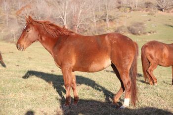 Twisted Red Ferrari. Ferrari. 2018 AQHA Chestnut Filly. By ATV and out of Lil Foxy Cottontail. 14.2 hands. Pedigree includes: Finally Got Smart, Little Trona, Trona, Doc O Lena Twist, Royal Silver King, and many more. Not for sale at this time. Ferrari is 8 panel NN
