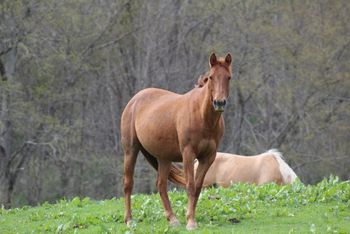 Tuff Twisted Chic. 2014 AQHA Chestnut Filly. By ATV and out of Smart N Tuff Peppy. She stands 15 hands. This filly is bred for athleticism and speed! She will have on her papers: Doc O Lena Twist, Peppymint Twist, Smart Chic Olena, Smart Pep Olena and many more. She is not for sale at this time. We are so excited about her! 8 Panel N/N through both parents!
