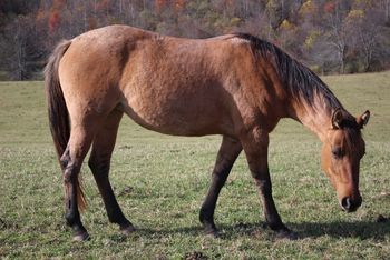 Sugar Smokum Hancock. Aspen. 2016 AQHA Bay Dun Roan Filly.  15.1 hands. By Wrss Wyohancockgunnr and out of Gunnin Sugar. This girl is huge and such a power house! Her pedigree includes: Playgun, Smart Little Lena, Freckles Playboy, Blue Apache Hancock, Leo Hancock Hayes, Gooseberry, Plenty Try and many more. At this time she is not available for sale. She is also 8 panel N/N..
