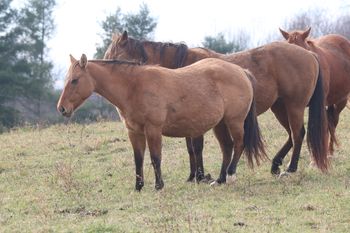 Smart Chics R Twistd. Chili Pepper. 2017 AQHA Bay Dun Filly. 14.2 hands. By ATV and out of Ring My Belles. She is not for sale at this time. She has Chic Please, Smart Chic Olena, Doc O Lena Twist, Royal Silver King and Freckles Playboy on her papers. Super, well built filly right here! 8 panel NN
