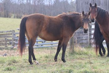 Smart Twisted Cash. Zesty. 2017 AQHA Buckskin Filly. 14.3 hands. By ATV and out of Missin Flame. Her pedigree includes: Missin James, Doc O Lena Twist, Sugar Bars, Royal Silver King, Freckles Twist, Dash For Cash and many more.  She is not for sale at this time. 8 panel NN
