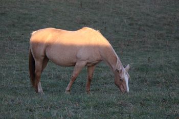 Electra Flash. 2003 AQHA Palomino Mare. 15.3 hands. She is by a stallion called War Bars Jessie and out of our old mare Mochas Coal Doll. Her bloodlines include: Leo Prescription, Doc's Prescription, Mocha Mint, Jesse James, and Cee Jay Holly.  Foals tend to be quick learners, easy to handle and big! Her previous foals (all out of our bay stallions) Palomino, Black, Chestnut. She has also had a palomino by our Cremello. She has also had a palomino paint by our paint stallion. Her foals tend to be big, quiet, gentle, well put together and easy going.  She is 5 panel N/N!  Flash is no longer in our breeding program.
