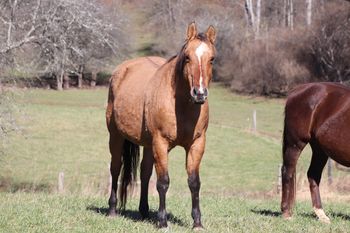 Ring My Belles. 2004 AQHA Dun mare. By Chic Please and out of Genuine Jezzabelle. Her sire has won over $200,000 in the cutting industry! She goes back to Smart Chic Olena, Genuine Doc and many more! We can't wait to see what she produces in the following years! Not for sale. 8 Panel N/N.
