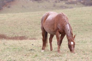Cee Day Pepto. 2012 AQHA Red Roan Mare. By Pepto Joe and out of Cee Day Lena. Addie stands 15 hands. This girl has Peptoboonsmal, Doc O Lena, Shot O Gin, Peppy San Badger, Sunflower Sana, and Haidas Little Pep on her papers! Addie is 8 panel NN.
