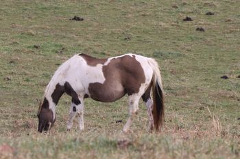Hawks Magic Otoe. 2000 APHA Grullo Tobiano Mare. 15.1 hands. Magic has been one of our best broodmares and we have sold all of her foals she has ever had. Her foals tend to be quiet and easy to get along with and train. One is team penning and a few are doing barrels and one is showing in halter and lunge line. These foals are just all around babies. She is out of Mini Otoe, leading back to Otoe's Goldenrod and Otoe. Her sire is Kiblers Black Hawk. She is a half sister to Kiblers Holy Cow! She is 6 Panel NN! Magic is no longer in our breeding program.
