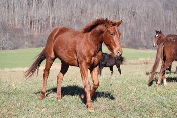 Lil Kitty is Twisted. Chicky. 2018 AQHA Sorrel Filly. Price to be determined By: ATV Out of: Chickasha Kitty. This filly is bred to perform....pedigree includes: Grays Starlight, Doc O Lena Twist, Spooks Jazzman, Royal Silver King, High Brow Hickory, and many more! Should mature to 15 hands. 8 panel NN.
