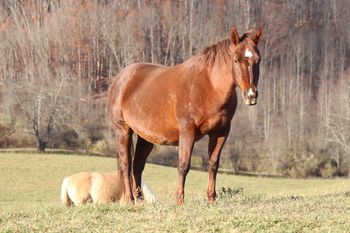 Lil Foxy Cottontail. 2002 AQHA Chestnut Mare. 14.2 hands. This mare has an incredible pedigree and can catch a cow. She has been shown in Cutting as well as Team Penning. Her best time in penning was 28 seconds. This mare has Finally Got Smart, Smart Little Lena, Little Trona, Freckles Playboy, and As Smart as the Fox on her papers! Her foals tend to be stocky, quiet and very athletic.  8 Panel N/N!!
