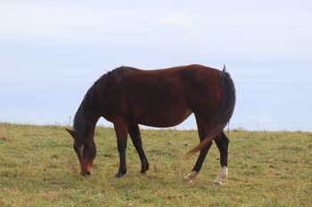 Easy Hollywood Cash. 2010 AQHA Bay Mare. Sage stands 15 hands.  Pedigree includes: Dash For Cash, Hollywood Dun It, Kaliman, Easily Smashed, and Rockets Cash Wrangler. Bred for speed! She is 8 panel N/N.
