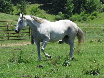 Cross H Sixteen. 2003 AQHA Gray Mare. ! This stocky girl is bred really nice and stands 15 hands and is about as wide as she is tall. She has Peponita, Joe Reed, Leo, Whiskey Bert, Hancocks Blue Boy, and many more! She is 5 panel N/N.  We lost this wonderful mare foaling in 2019, but we have a stunning grulla roan filly that we are keeping. Her last foal. We will miss Willow so very much.

