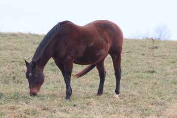 Gunnin Sugar. 2004 AQHA Bay mare. 15 hands. This mare is a wonderful mare that would look good in the show pen chasing cattle our out in the pasture with a foal on her side. She is by our stallion Gunnin It and out of Our Flamin Cinnamon. On her papers she has Playgun, Freckles Playboy, Smart Little Lena, Three Bars, and Miss Silver Pistol, Our Hide N Seeker and Goldseeker Bars. Her bloodlines also go back to Sugar Bars and Leo. 5 panel N/N. she is a Herda and EJSCA carrier. She is IMM NN
