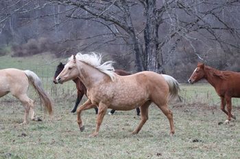 Missin Flame. 2002 AQHA Palomino Mare. 14.2 hands. This mare has a great pedigree and has wonderful foals. She is out of our mare Big M Flamin Gay, leading back to Sugar Bars, Doc Bar, and Flamin Quincy Dan. She is by Missin James, leading back to Dash For Cash, Jessie James, Miss N Cash and Doc's Oak. Her foals are excelling in their barrel racing careers and starting on reining. 8 panel N/N. Flame is now retired.
