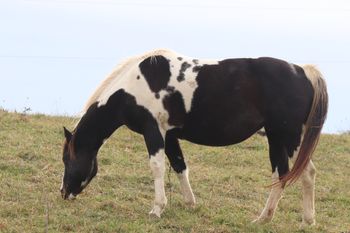 Bugs Dash N Cherokee. 2013 APHA Smokey Black Tobiano filly. She stands 15.1 hands. Homozygous tobiano. By Mighty Joe Cherokee and out of Connies Cowgirl Dream. Very nice filly! Pedigree includes: Mighty Specks, The Major Hitter, Indian Image, Bugs Hit a Ton and many more! Lexi is 7 panel NN.
