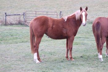 GunnaShineDisKittyUp. Journey. 2020 AQHA Sorrel Filly. By DP Gunnaoutshinya and out of Chickasha Kitty. This filly is something special that we are retaining for our program! Pedigree includes: Gunnatrashya, Shining Spark, Highbrow Hickory, Wimpys Little Step, Grays Starlight, and more. She is 8 panel NN
