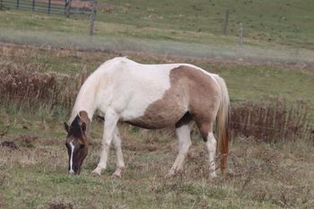 CowboysMargaritaShot. 2011 APHA Grulla Tobiano Mare. Very nice mare and bred just the way we like them! Kiblers Black Hawk, Hancock, Bear Man, Time To Cut, and Lanky Lancer. Stands at 14.2 hands. Sylee is 6 panel NN. She is no longer in our breeding program.
