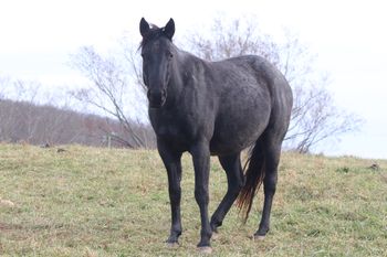 Twists for GunsNCash. Calamity. By Wrss Wyohancockgunnr and out of Twistn For Cash. 15.1 hands. This filly is one of a kind! She could be smokey blue roan or just blue! Either way, she's super nice and super well bred! Pedigree includes: Doc O Lena Twist, Miss N Cash, Dash For Cash, Peppymint Twist, Royal Silver King, Doctressa, Blue Apache Hancock, Gooseberry, Plenty Try, and Wyo O Blue. She is 8 panel NN. Not for sale at this time.

