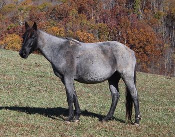 Blue Apache Seeker. Blueberry. 2014 AQHA Blue Roan Filly.She stands 14.3 hands.  By Wrss Wyohancockgunnr. This filly is super nice! By Wrss Wyohancockgunnr and out of Flamin Sugar Hancock. Pedigree includes: Gooseberry, Plenty Try, Blue Valentine, Hancock Boy 002, Our Hide N Seeker, Sugar Bars and many more! Not for sale! Homozygous roan! 8 Panel N/N.
