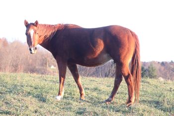 Smart N Tuff Peppy. 2002 AQHA Sorrel Mare. 15.1 hands. She is by Smart Pep Olena, out of Smart Chic Olena. If we are not mistaken we have had the only 2 foals out of Smart Pep Olena. She is the only one we have left. She is out of Kennys Babe. Her foals are extremely athletic and have been excelling in the barrel racing pen, along with team penning, cutting and reining. They are quick on their feet and have the ability to turn on a dime. 8 Panel N/N. Peppy is now retired.
