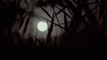 Lalayi
