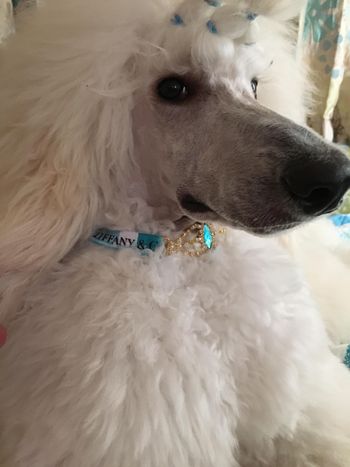 Tiff sporting her fancy accessories
