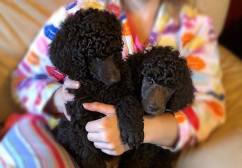 Cocoa & Tootsie (Bella)
