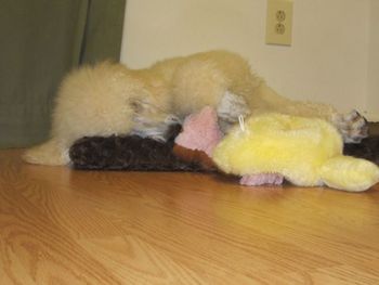 Tuckered out from all that puppy play!
