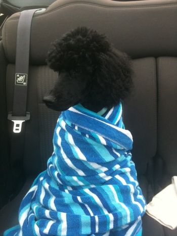 Zeus headed to his first Mardi Gras parade!

