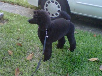 Giselle at 5 mos wagging her tail while waiting to play with her poodle friends, Amelie & Adelaide
