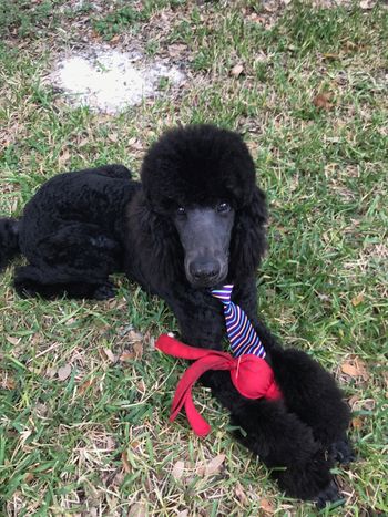 Sampson in his tie
