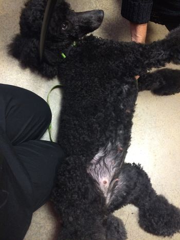 Getting some belly rubs while we wait on her ultrasound
