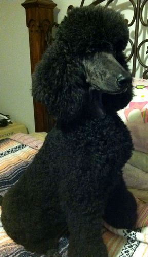 With the show dogs out of town, I had some free time to work on Comet's pretty hair cut!
