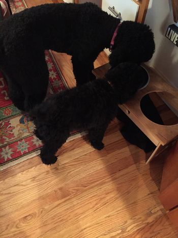 Murray & his big sister Ruby (Jacki x Benjamin)
