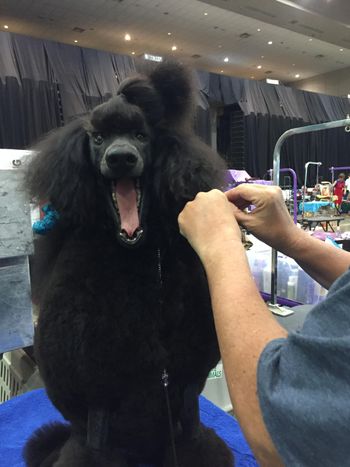 Getting ring ready in Kenner, LA for the 1st day of the Lagniappe Cluster. Misha won 4 point majors the 1st 2 days, finishing her AKC championship
