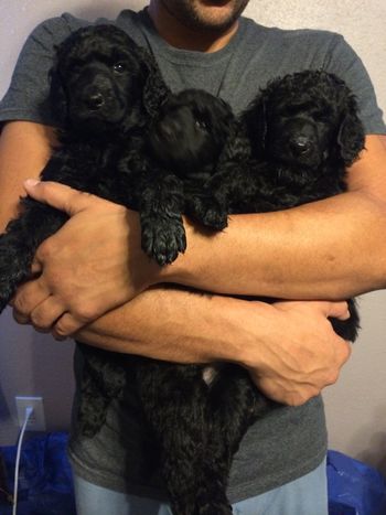 Jacki x Ben pups
